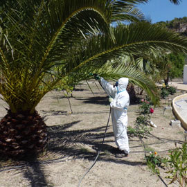 Fumigación o ducha foliar de palmeras para la prevención del picudo rojo