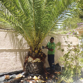 Podador de árboles y palmeras en Valencia